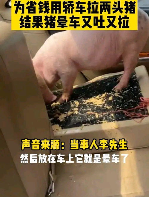 廣東男子用轎車運豬引鬧劇 八十元洗車費難消暈車苦，垂釣閑談成趣聞